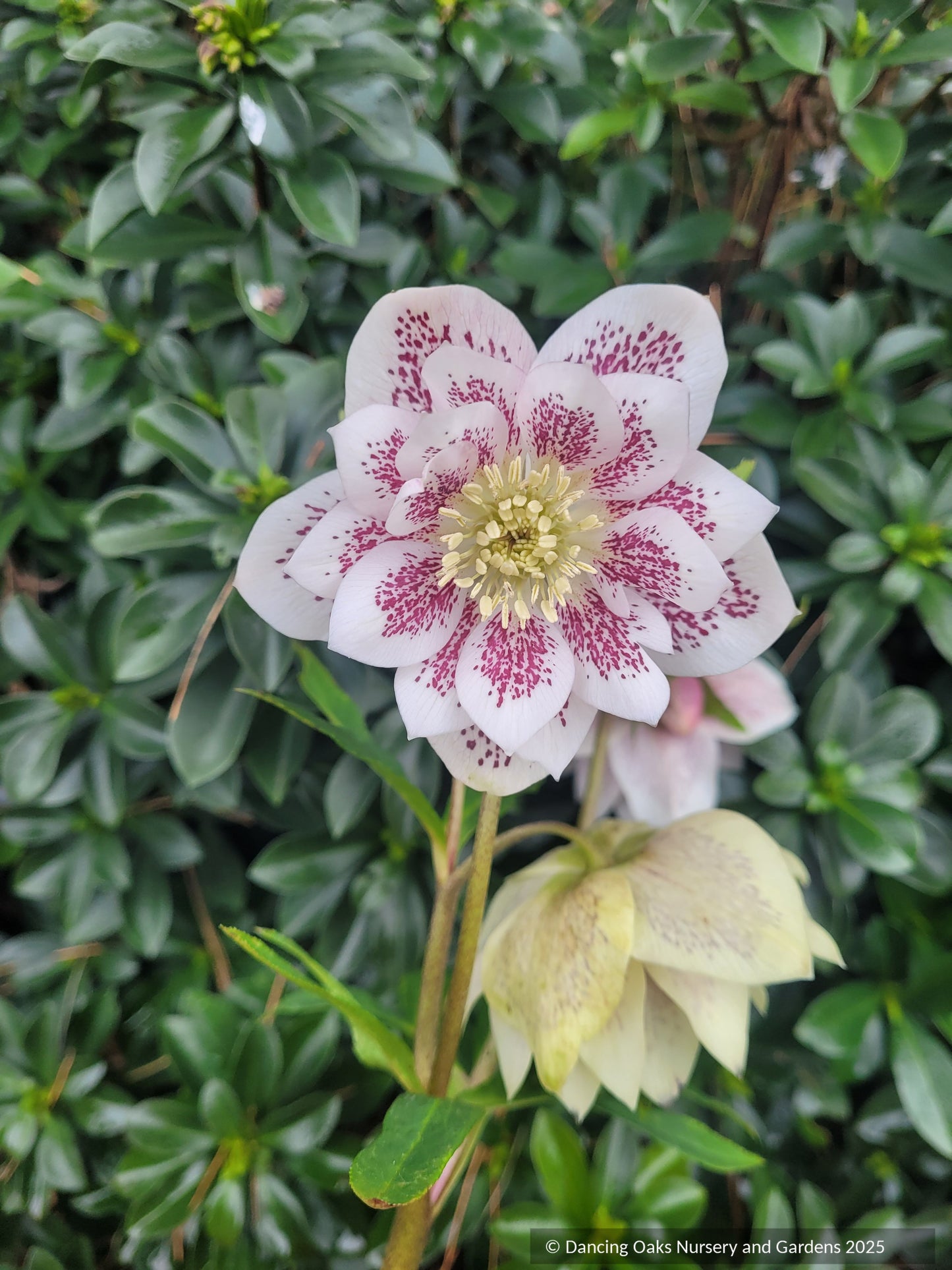 Perennials ~ Helleborus 'Confetti Cake' Wedding Party™ Series, Lenten Rose, Hellebore ~ Dancing Oaks Nursery and Gardens ~ Retail Nursery ~ Mail Order Nursery