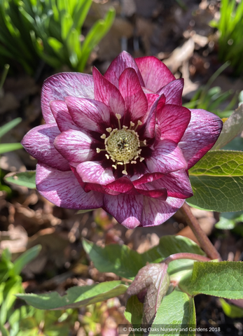 Helleborus 'Whirlwind Romance' Wedding Party™ Series, Lenten Rose or Hybrid Hellebore