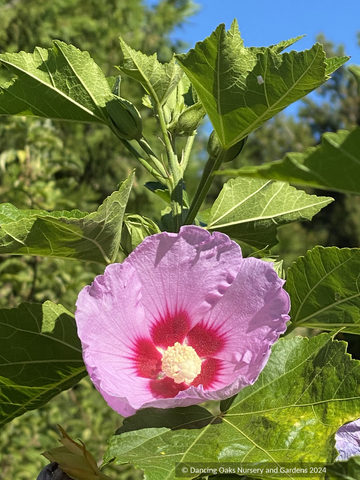 Shrubs ~ Hibiscus sinosyriacus, Chinese Rose of Sharon ~ Dancing Oaks Nursery and Gardens ~ Retail Nursery ~ Mail Order Nursery