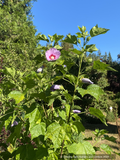 Shrubs ~ Hibiscus sinosyriacus, Chinese Rose of Sharon ~ Dancing Oaks Nursery and Gardens ~ Retail Nursery ~ Mail Order Nursery