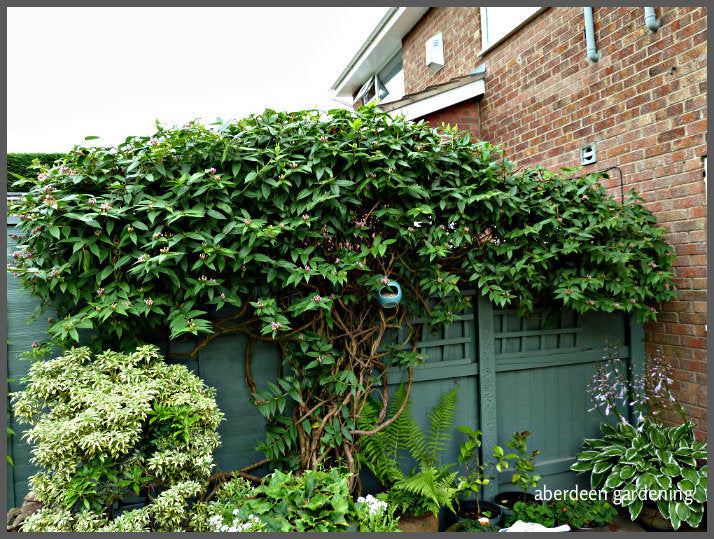 Lonicera henryi, Henry's Evergreen Honeysuckle