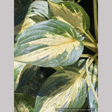 Hosta 'Revolution', Plantain Lily