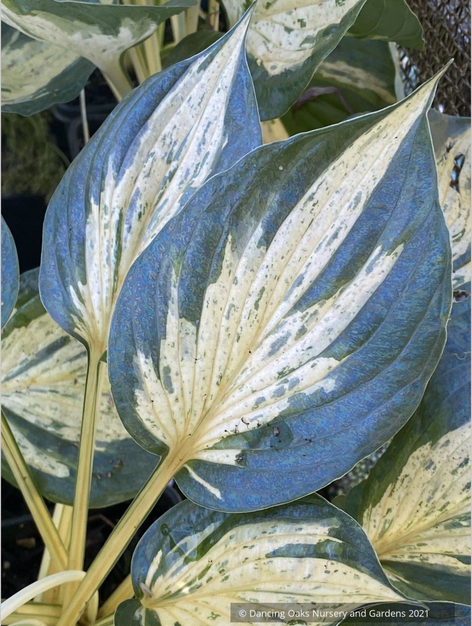 Hosta 'Revolution', Plantain Lily