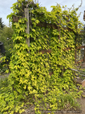 Vines ~ Humulus lupulus 'Aureus', Golden Hop ~ Dancing Oaks Nursery and Gardens ~ Retail Nursery ~ Mail Order Nursery