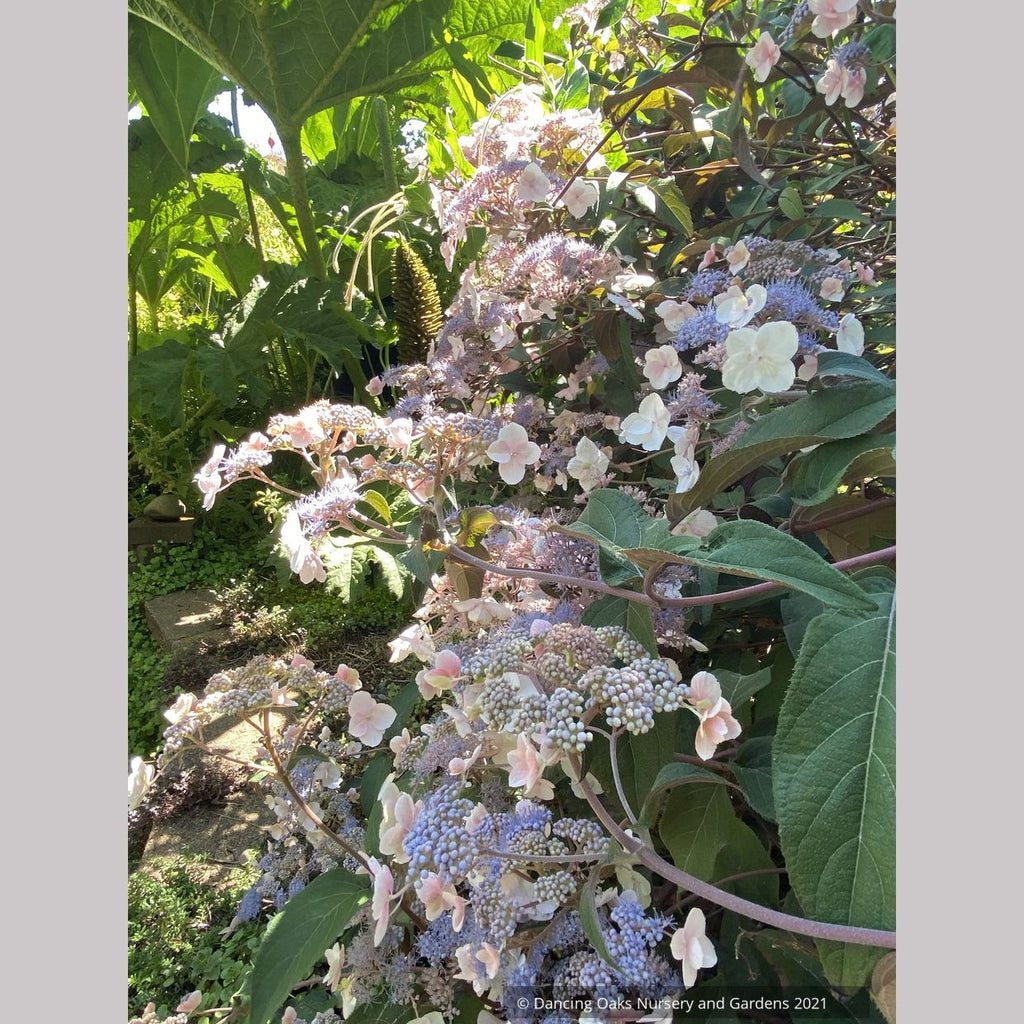 Hydrangea aspera -- Purple Form, Rough-leaved Hydrangea – Dancing