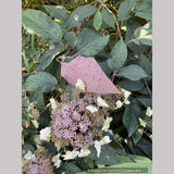 Shrubs ~ Hydrangea aspera villosa 'Red Fred', Lacecap Hydrangea ~ Dancing Oaks Nursery and Gardens ~ Retail Nursery ~ Mail Order Nursery