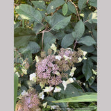 Shrubs ~ Hydrangea aspera villosa 'Red Fred', Lacecap Hydrangea ~ Dancing Oaks Nursery and Gardens ~ Retail Nursery ~ Mail Order Nursery