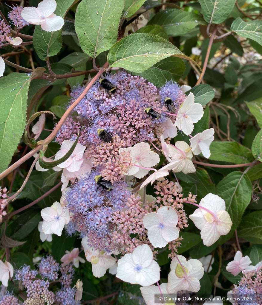 Hydrangea aspera -- Purple Form, Rough-leaved Hydrangea – Dancing