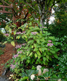 Shrubs ~ Hydrangea aspera 'Kawakamii', Lace Cap Hydrangea ~ Dancing Oaks Nursery and Gardens ~ Retail Nursery ~ Mail Order Nursery