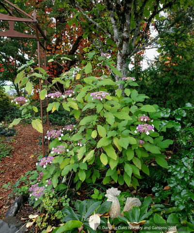 Shrubs ~ Hydrangea aspera 'Kawakamii', Lace Cap Hydrangea ~ Dancing Oaks Nursery and Gardens ~ Retail Nursery ~ Mail Order Nursery