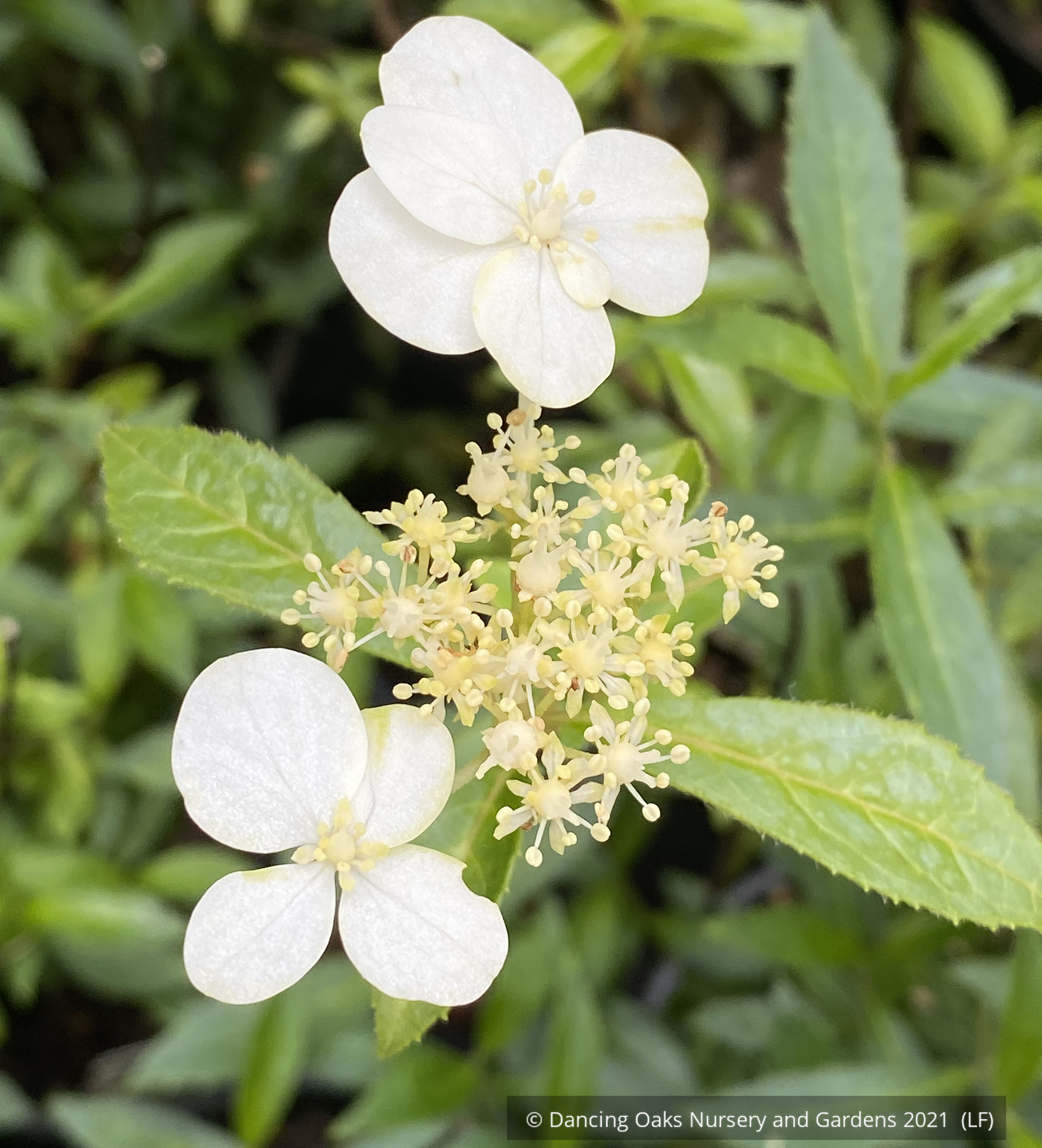 hydrangea0223ページ Hydrangea chinensis DJHT7704 – Dancing Oaks Nursery and Gardens