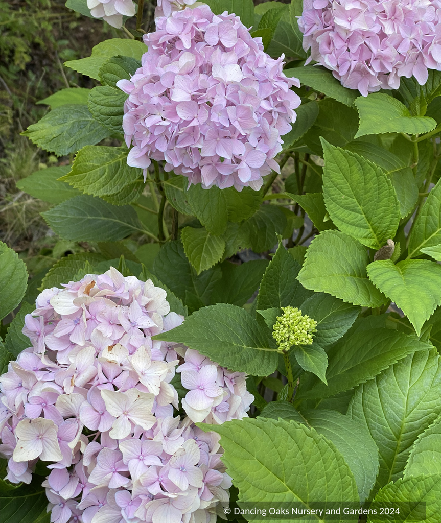 Hydrangea Macrophylla Otaksa Mophead Hydrangea Dancing Oaks hydrangea-macrophylla-otaksa-mophead-hydrangea-dancing-oaks