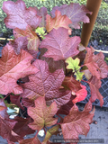 Shrubs ~ Hydrangea quercifolia 'Ruby Slippers', Oakleaf Hydrangea ~ Dancing Oaks Nursery and Gardens ~ Retail Nursery ~ Mail Order Nursery