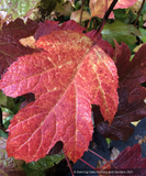 Shrubs ~ Hydrangea quercifolia 'Snowcicle', Oakleaf Hydrangea ~ Dancing Oaks Nursery and Gardens ~ Retail Nursery ~ Mail Order Nursery