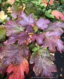 Shrubs ~ Hydrangea quercifolia 'Snowcicle', Oakleaf Hydrangea ~ Dancing Oaks Nursery and Gardens ~ Retail Nursery ~ Mail Order Nursery