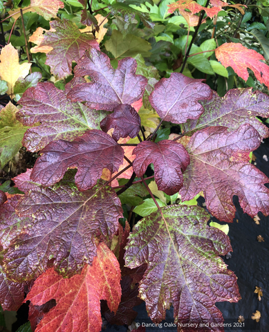 Shrubs ~ Hydrangea quercifolia 'Snowcicle', Oakleaf Hydrangea ~ Dancing Oaks Nursery and Gardens ~ Retail Nursery ~ Mail Order Nursery