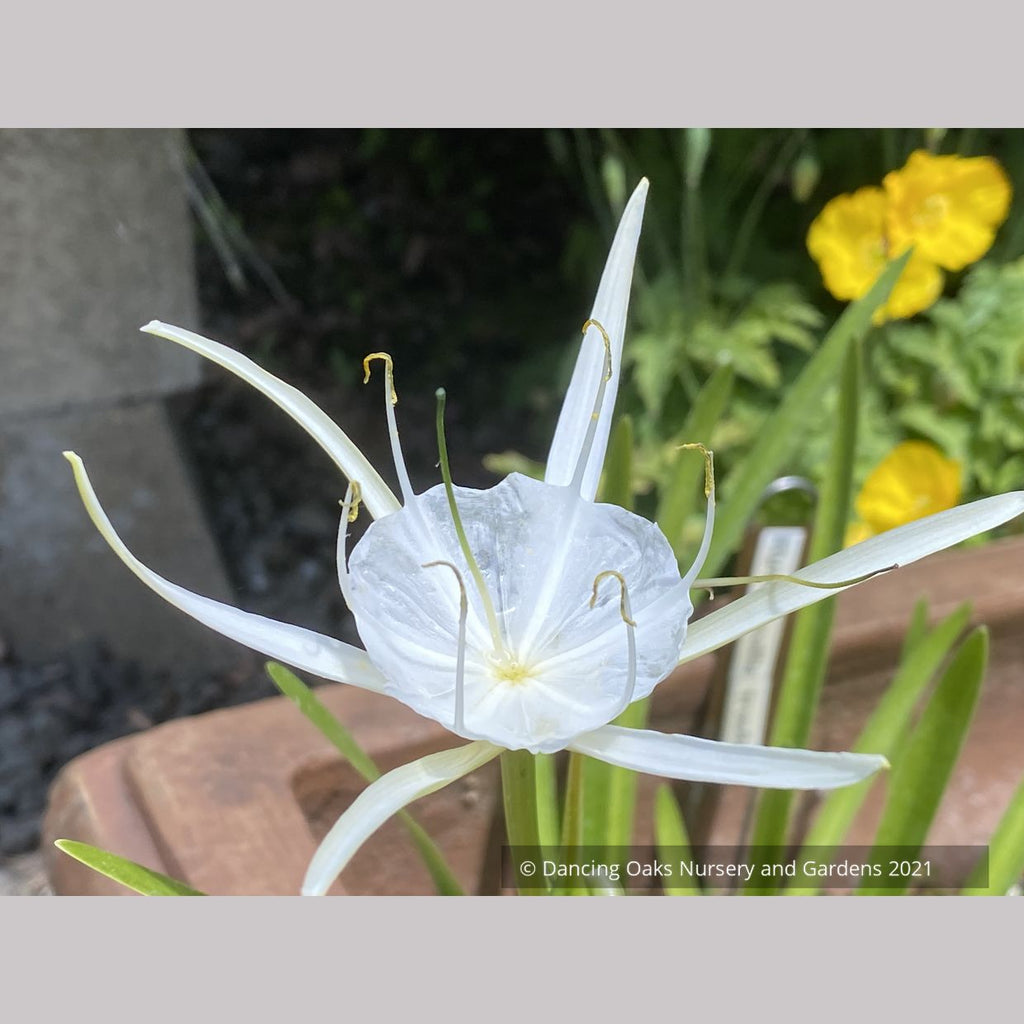 hymenocallis spider lily Hymenocallis traubii, Spider Lily – Dancing Oaks Nursery and Gardens