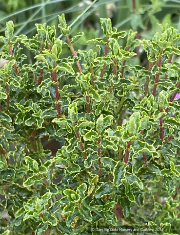 Shrubs ~ Hypericum balearicum, Majorca St John's wort ~ Dancing Oaks Nursery and Gardens ~ Retail Nursery ~ Mail Order Nursery