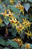 Impatiens stenantha, Hardy Impatiens
