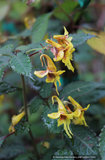 Impatiens stenantha, Hardy Impatiens