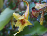 Impatiens stenantha, Hardy Impatiens