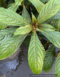 Perennials ~ Impatiens balansae, Tender Impatiens ~ Dancing Oaks Nursery and Gardens ~ Retail Nursery ~ Mail Order Nursery
