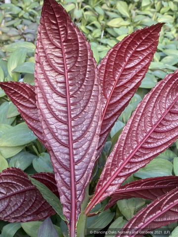 Perennials ~ Impatiens balansae, Tender Impatiens ~ Dancing Oaks Nursery and Gardens ~ Retail Nursery ~ Mail Order Nursery