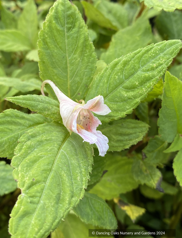 Perennials ~ Impatiens oxanthera 'Milo', Hardy Impatiens ~ Dancing Oaks Nursery and Gardens ~ Retail Nursery ~ Mail Order Nursery