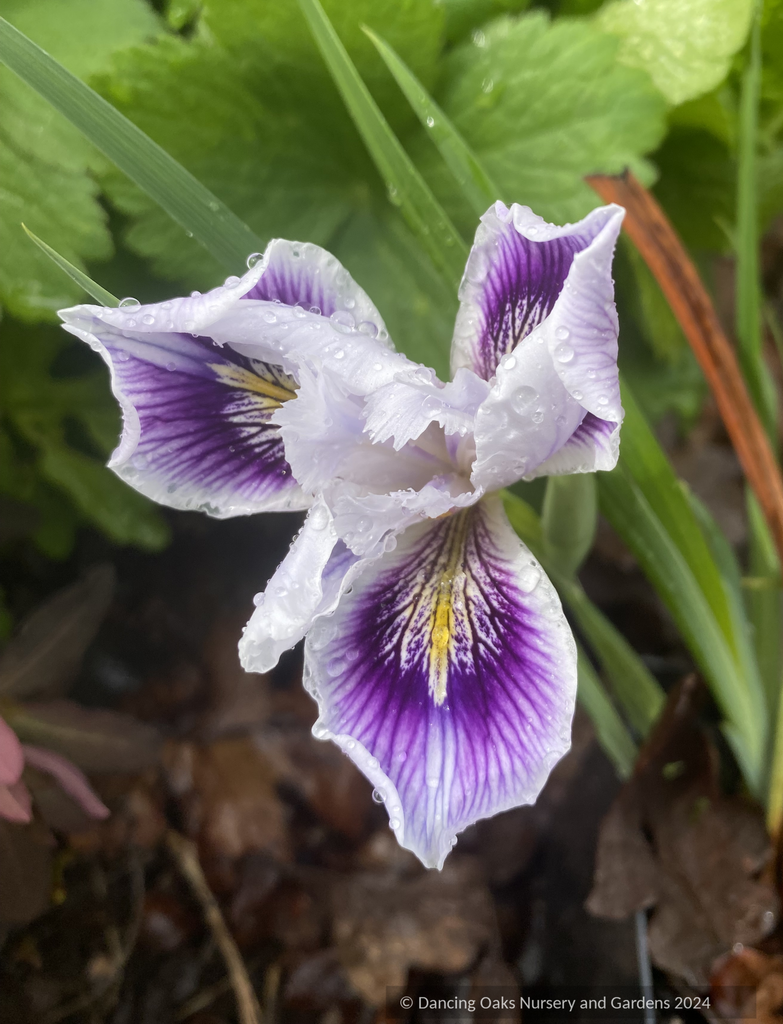 Iris x pacifica Hybrid, Pacific Coast Native Iris Hybrids Iris x pacifica Hybrid, Pacific Coast Native Iris Hybrids