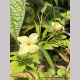 Jasminum officinale 'Devon Cream' (syn. 'Clotted Cream'), Jasmine