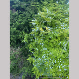 Jasminum officinale 'Fiona Sunrise', Hardy Golden Jasmine