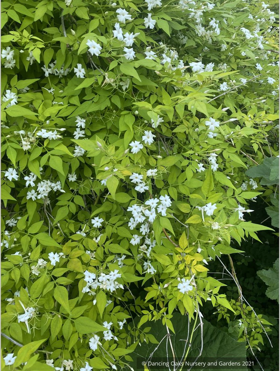 Jasminum officinale 'Fiona Sunrise', Hardy Golden Jasmine