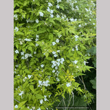 Jasminum officinale 'Fiona Sunrise', Hardy Golden Jasmine