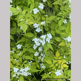 Vines ~ Jasminum officinale 'Fiona Sunrise', Hardy Golden Jasmine ~ Dancing Oaks Nursery and Gardens ~ Retail Nursery ~ Mail Order Nursery