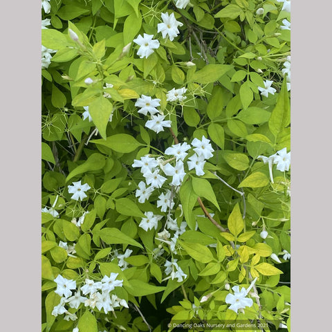Vines ~ Jasminum officinale 'Fiona Sunrise', Hardy Golden Jasmine ~ Dancing Oaks Nursery and Gardens ~ Retail Nursery ~ Mail Order Nursery