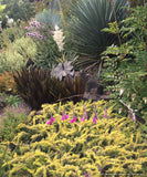 Juniperus conferta 'All Gold', Golden Shore Juniper