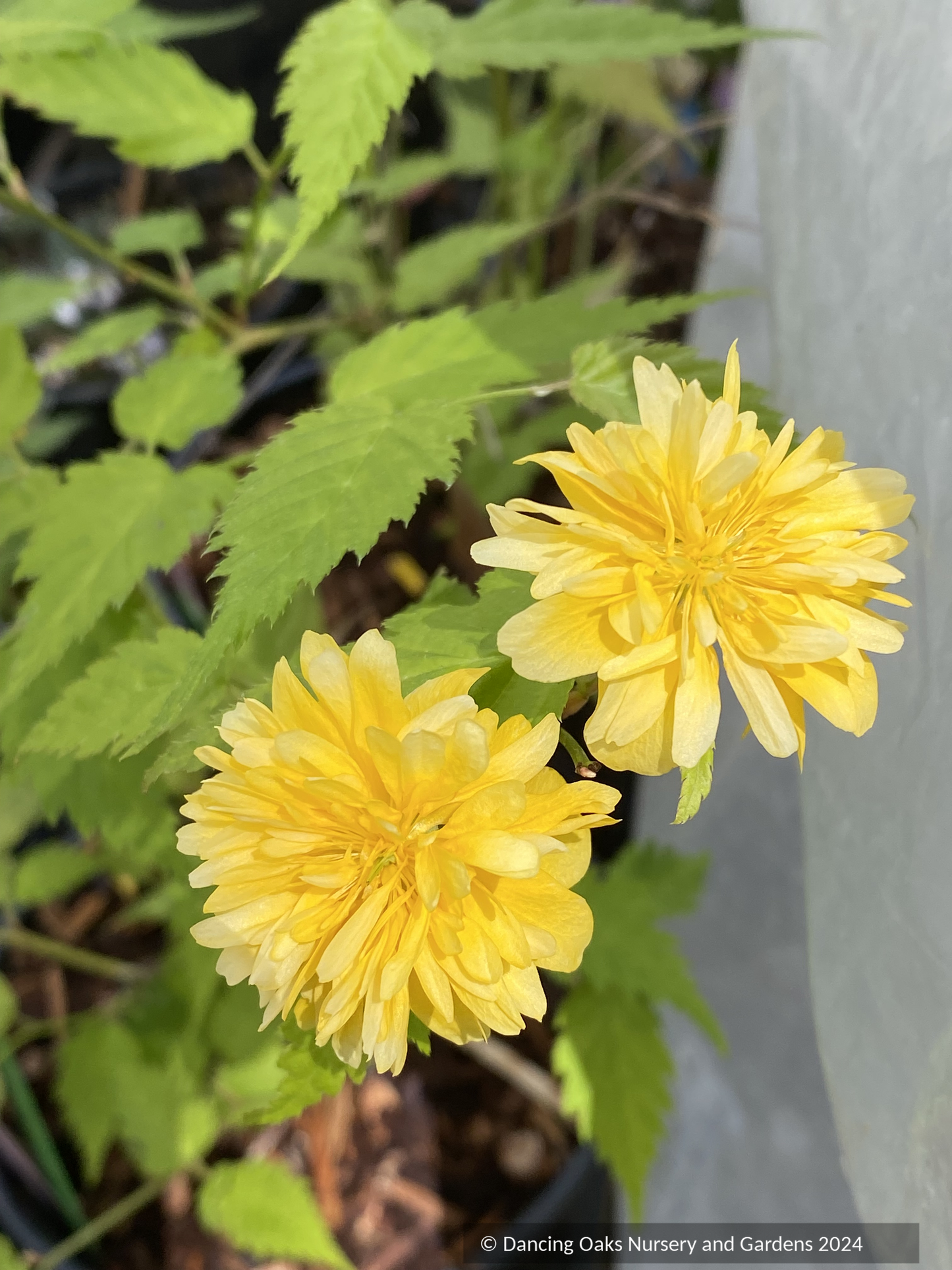 Shrubs ~ Kerria japonica Pleniflora', Double-Flowered Japanese Kerria~ Dancing Oaks Nursery and Gardens ~ Retail Nursery ~ Mail Order Nursery