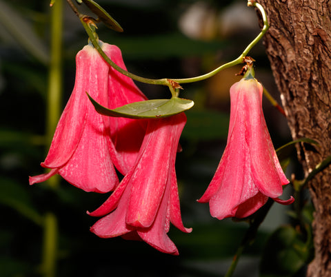 Pendulous bright pink blooms on vine with alternate lanceolate leaves