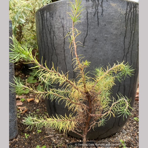 Trees ~ Conifers~Larix kaempferi 'Twisted Sister', Contorted Dwarf Larch~ Dancing Oaks Nursery and Gardens ~ Retail Nursery ~ Mail Order Nursery