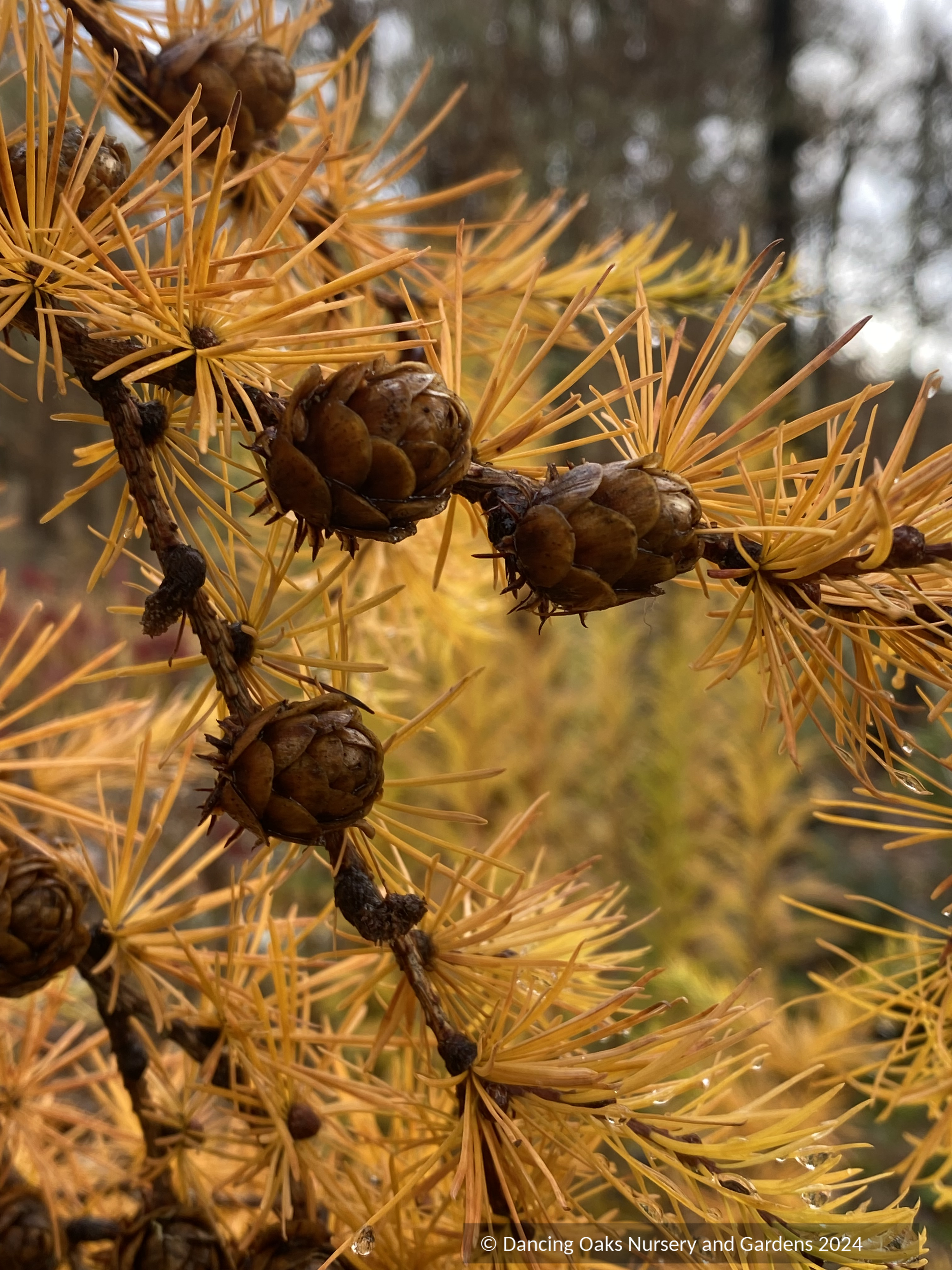 Larix kaempferi 'Paper Lanterns', Japanese Larch – Dancing Oaks