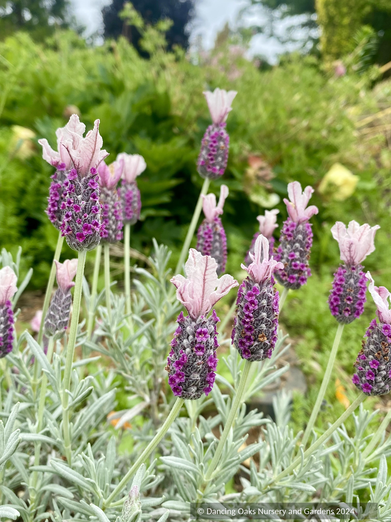 Lavandula stoechas subsp. pendunculata 'Ghostly Princess', Lavender –  Dancing Oaks Nursery and Gardens