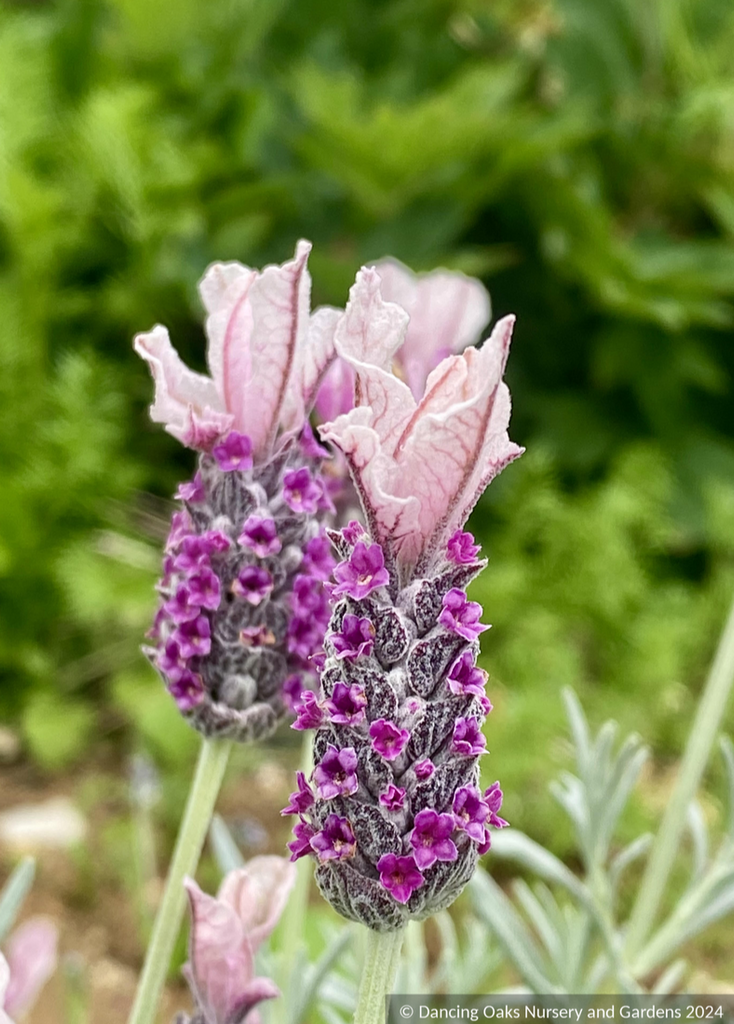 ghost lavender plant Lavandula stoechas subsp. pendunculata 'Ghostly Princess', Lavender