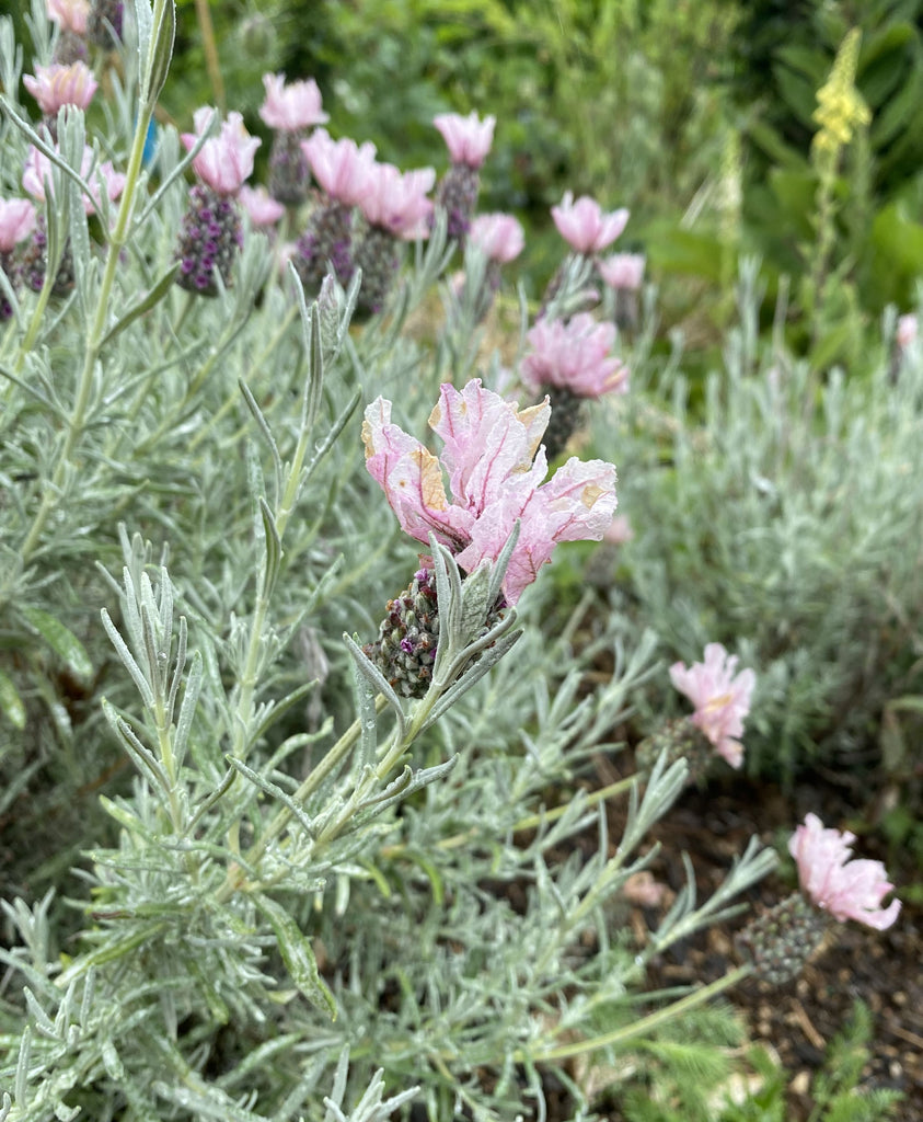 princess lavender plant Lavandula stoechas subsp. pendunculata 'Ghostly Princess', Lavender