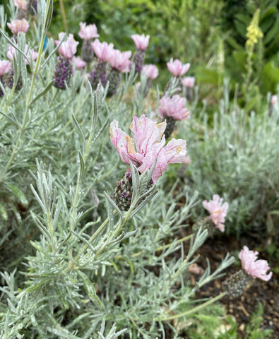 Perennials ~ Lavandula stoechas subsp. pendunculata 'Ghostly Princess', Lavender ~ Dancing Oaks Nursery and Gardens ~ Retail Nursery ~ Mail Order Nursery