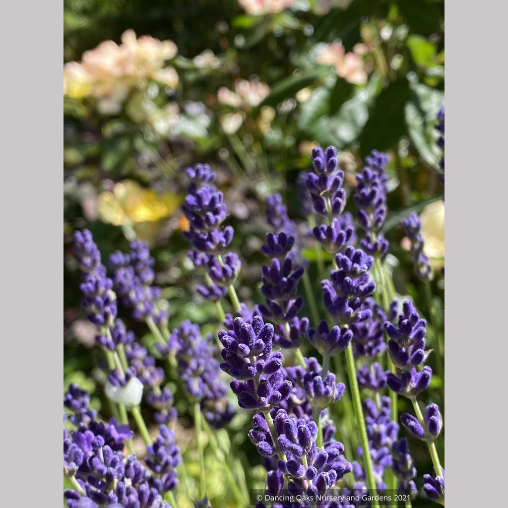 hidcote lavender plant Lavandula angustifolia 'Hidcote Blue' (syn. "Hidcote') , Hidcote Engli – Dancing Oaks Nursery and Gardens