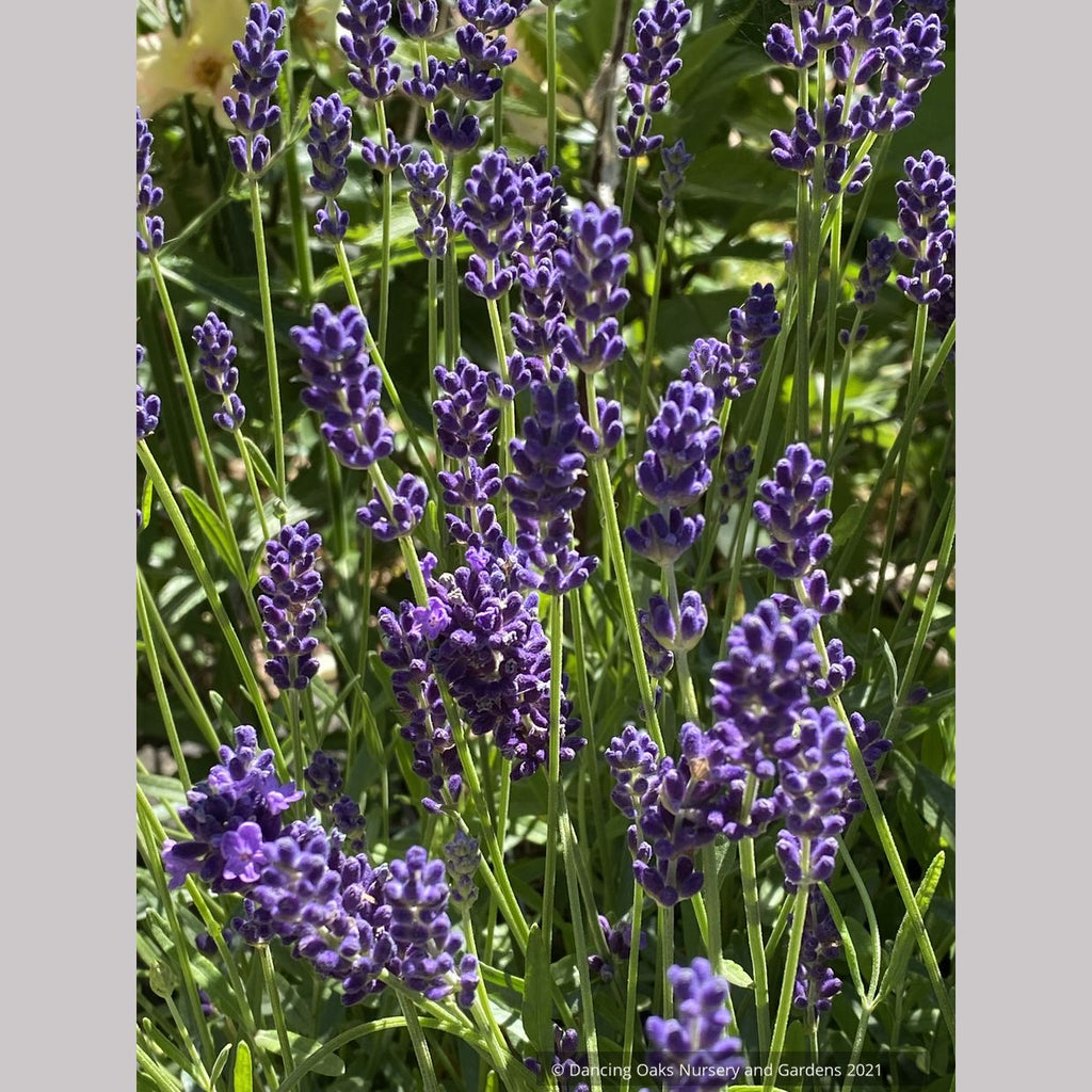 hidcote blue lavender plants Lavandula angustifolia 'Hidcote Blue' (syn. "Hidcote') , Hidcote Engli – Dancing Oaks Nursery and Gardens