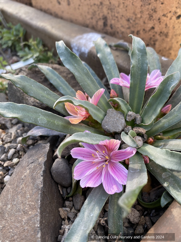Perennials ~ Lewisia longipetala ‘Little Plum’, Hybrid Lewisia ~ Dancing Oaks Nursery and Gardens ~ Retail Nursery ~ Mail Order Nursery