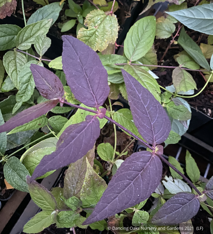 Shrubs ~ Leycesteria crocothyrsos NA 1265 ~ Dancing Oaks Nursery and Gardens ~ Retail Nursery ~ Mail Order Nursery