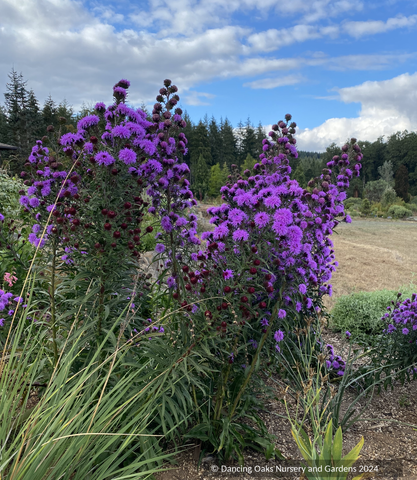 Perennials ~ Liatris scariosa var. nieuwlandii, Northern Blazing Star ~ Dancing Oaks Nursery and Gardens ~ Retail Nursery ~ Mail Order Nursery
