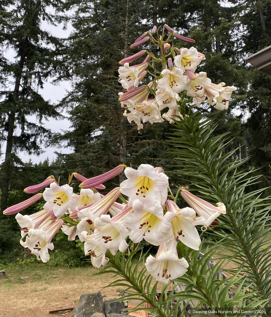 very tall lily flower Lilium sargentiae (480sd1996), Sargent's Lily